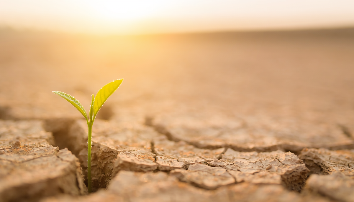 Brote verde creciendo en tierra agrietada al amanecer, símbolo de un nuevo comienzo